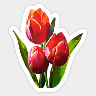 Three Red Tulips Sticker